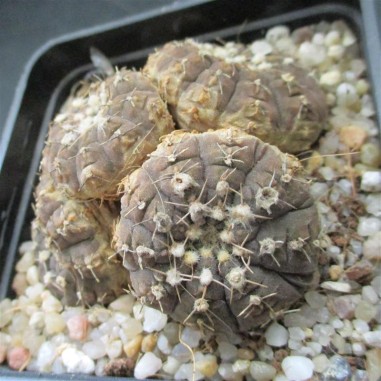 Gymnocalycium ragonesei 4 Köpfe