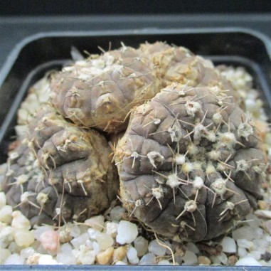 Gymnocalycium ragonesei 4 Köpfe