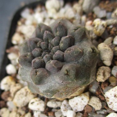 Neoporteria occulta (Eriosyce occulta)