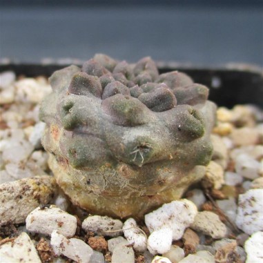 Neoporteria occulta (Eriosyce occulta)