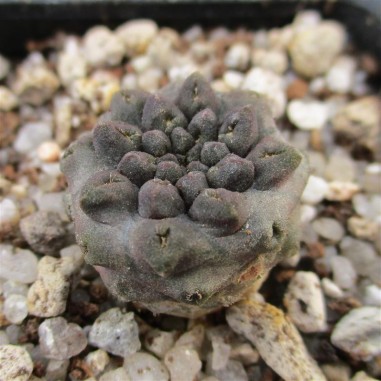 Neoporteria occulta (Eriosyce occulta)