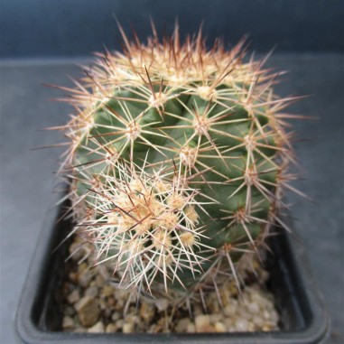 Echinocereus  roetteri