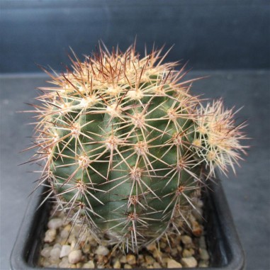 Echinocereus  roetteri