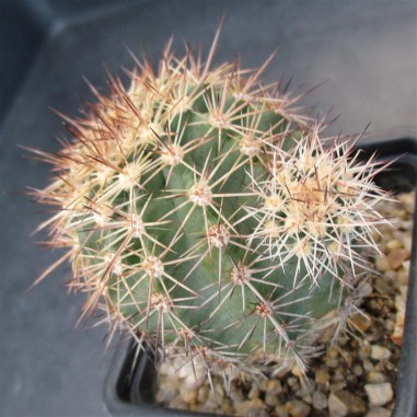 Echinocereus  roetteri