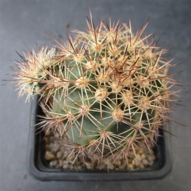 Echinocereus  roetteri