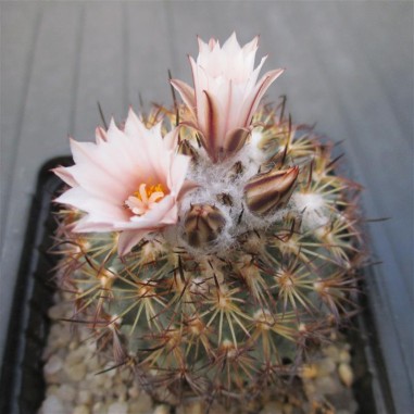 Turbinicarpus saueri subsp. ysabelae