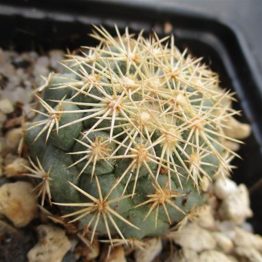 Coryphantha kracikii