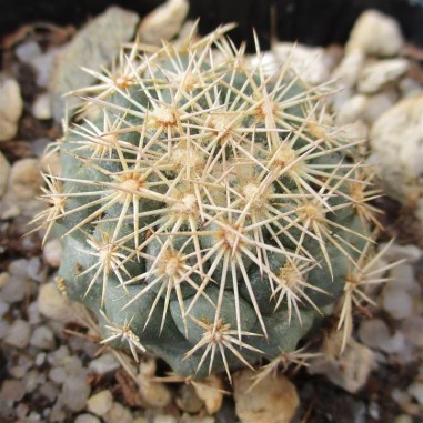 Coryphantha kracikii