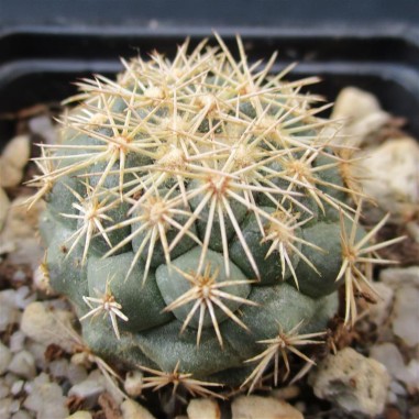 Coryphantha kracikii