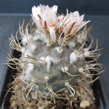 Turbinicarpus pseudomacrochele subs...