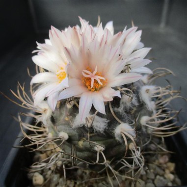 Turbinicarpus pseudomacrochele subs...