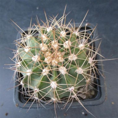 Acanthocalycium spiniflorum var...