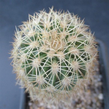 Echinocereus grandis