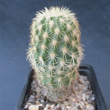 Echinocereus grandis