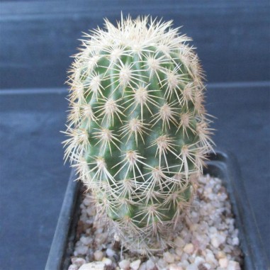 Echinocereus grandis