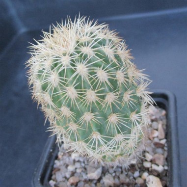 Echinocereus grandis