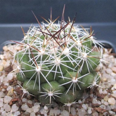 Thelocactus conothelos subsp garciae