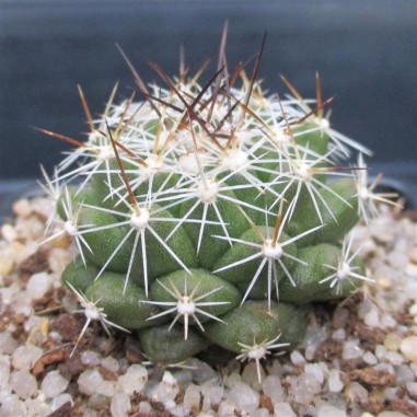 Thelocactus conothelos subsp garciae