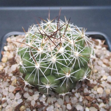 Thelocactus conothelos subsp garciae