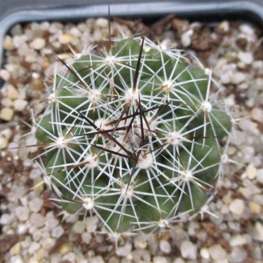 Thelocactus conothelos subsp garciae