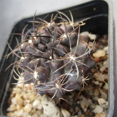 Neoporteria heinrichiana var intermedia