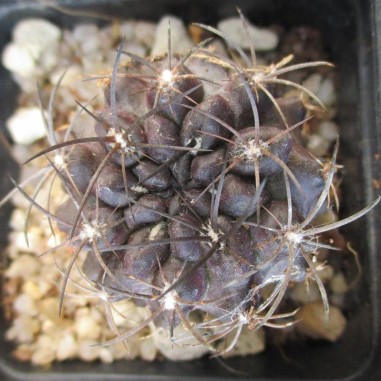 Neoporteria heinrichiana var intermedia