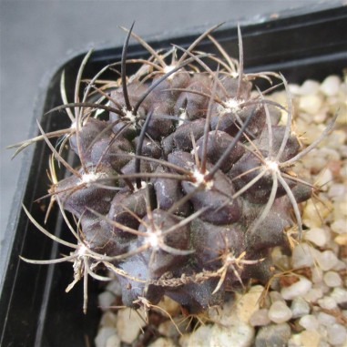 Neoporteria heinrichiana var intermedia