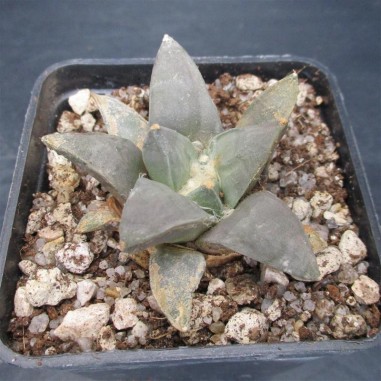 Ariocarpus retusus furfuraceus