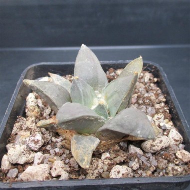 Ariocarpus retusus furfuraceus