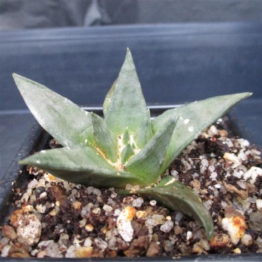 Ariocarpus trigonus