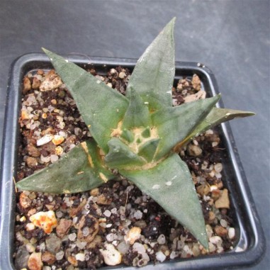 Ariocarpus trigonus