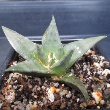 Ariocarpus trigonus