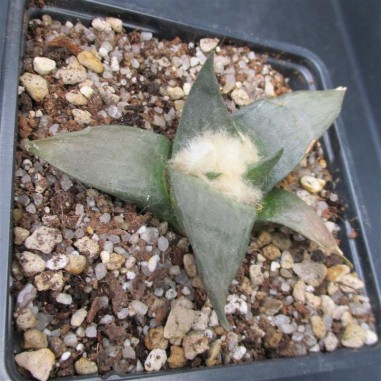 Ariocarpus retusus var confusus