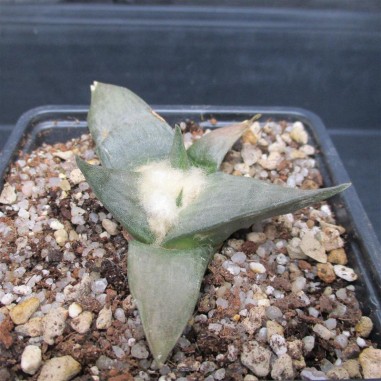 Ariocarpus retusus var confusus