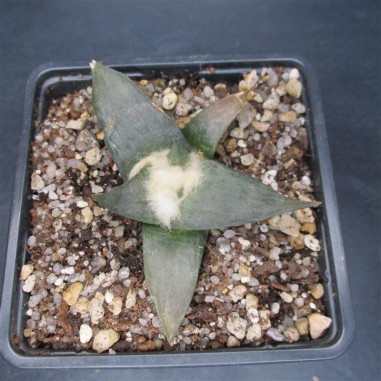 Ariocarpus retusus var confusus