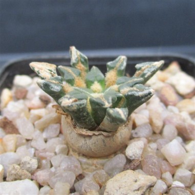 Ariocarpus kotschoubeyanus