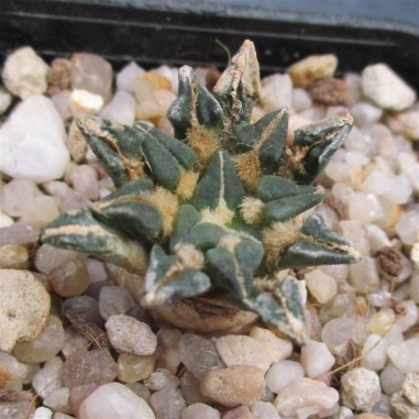 Ariocarpus kotschoubeyanus