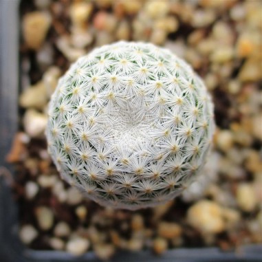 Mammillaria albiflora