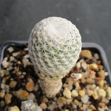 Mammillaria albiflora