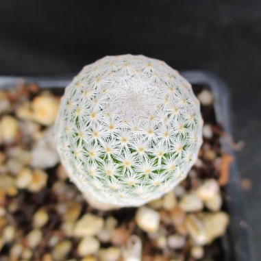 Mammillaria albiflora