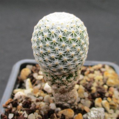 Mammillaria albiflora