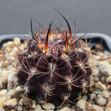 Neoporteria crispa