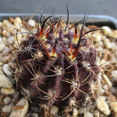 Neoporteria crispa