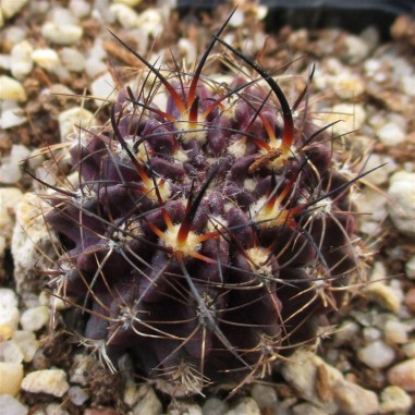 Neoporteria crispa