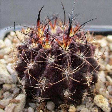 Neoporteria crispa