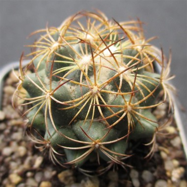 Coryphantha cornifera  var.peña miller