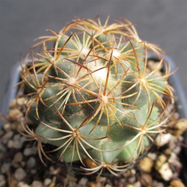 Coryphantha cornifera  var.peña miller