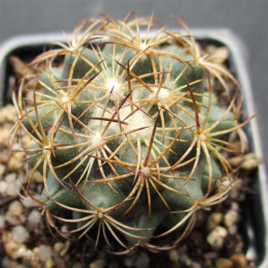 Coryphantha cornifera  var.peña miller