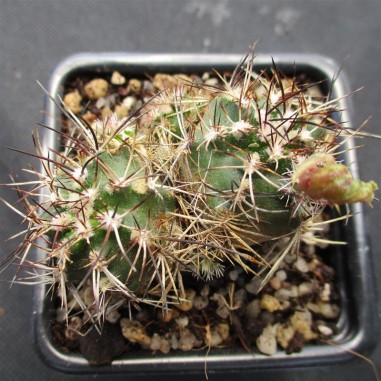 Echinocereus viridiflorus subsp. davisii