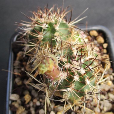 Echinocereus viridiflorus subsp. davisii